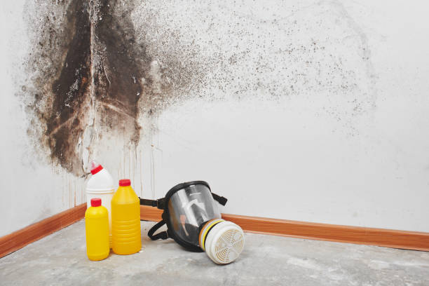 Best Mold Remediation for Schools in Center, TX