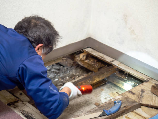 Best Basement Mold Remediation in Center, TX