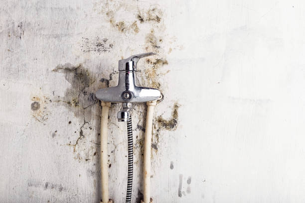 Best Kitchen Mold Remediation in Center, TX