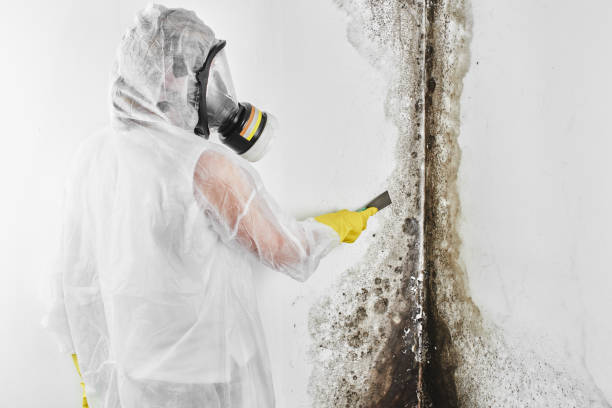 Best Basement Mold Remediation in Center, TX