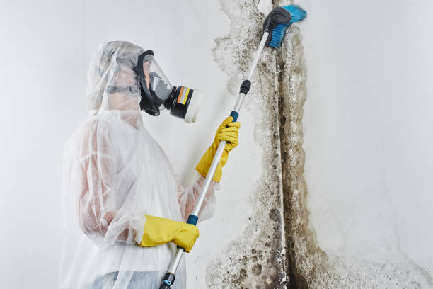 Best Attic Mold Remediation in Center, TX