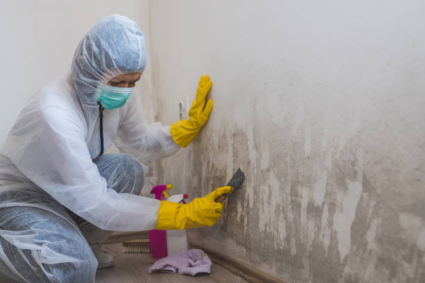 Best Insurance-Related Mold Remediation in Center, TX