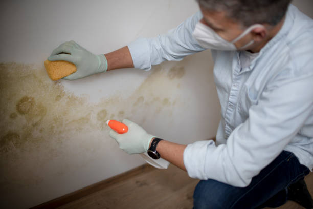 Trusted Center, TX Mold Remediation Experts