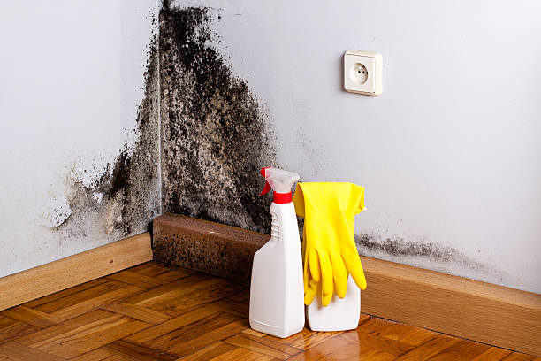 Best Emergency Mold Remediation in Center, TX