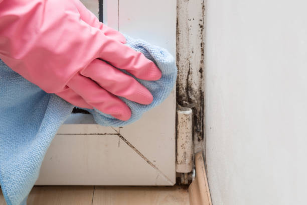 Best DIY Mold Remediation Support Services in Center, TX